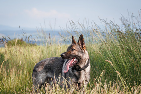Gray german shepherd dog in grass. Portrait of purebred sheepdog in natureの写真素材