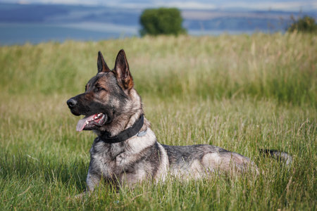 German shepherd dog lying in grass. Trained dog outdoorsの写真素材