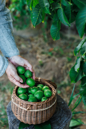 Farmer harvesting unripe walnut into wicker basket. Healthy food from organic fruit farmの写真素材