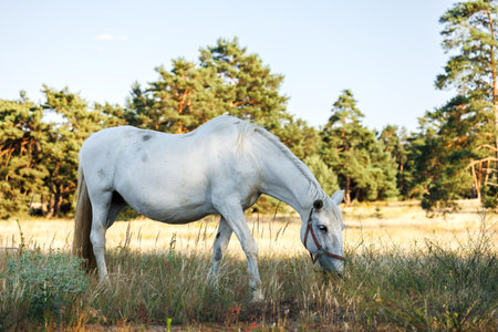 White horse on pasture in forest. Kladruber Czech horse breed. Mare grazing grass outdoorsの写真素材