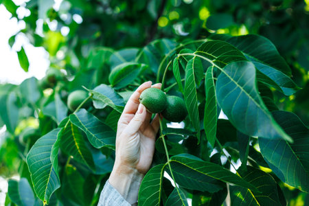 Female farmer picking unripe walnut from nut tree. Healthy food from organic farmの写真素材