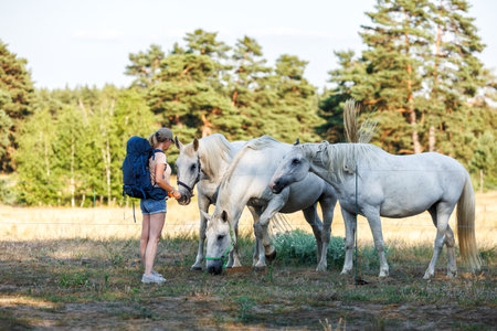 Woman playing with white horses on pasture during summer hiking in natureの写真素材
