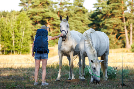 Woman playing with white horses on pasture during summer hiking in natureの写真素材