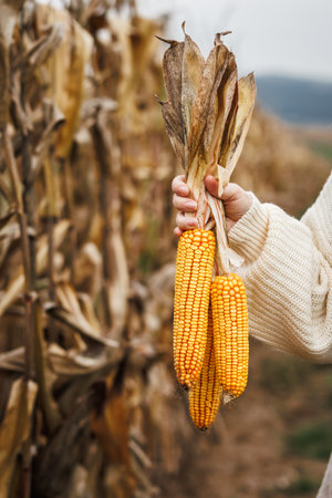 Autumn harvest. Corn cob. Farmers hand holding maize in agricultural corn fieldの写真素材