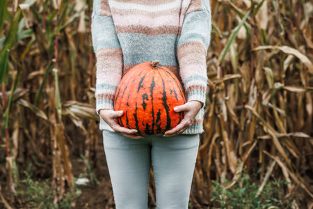 Farmer holding big pumpkin in corn field. Autumn harvestの写真素材