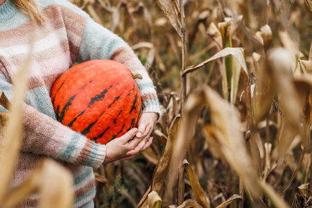 Woman farmer holding big pumpkin in corn field. Autumn farming and harvestの写真素材