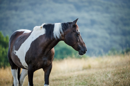 American paint horse on pasture in mountains. Black and white mustang animalの写真素材