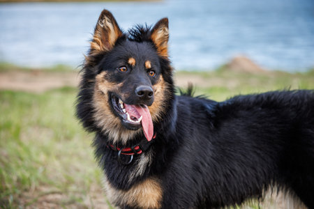 Bohemian shepherd. Young purebred dog outdoors.の写真素材