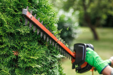 Gardener trimming thuja shrub by electric hedge trimmer in gardenの写真素材