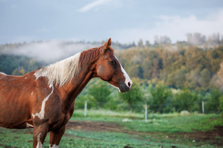 Brown paint horse at ranch. Rural scene with domestic animalsの写真素材
