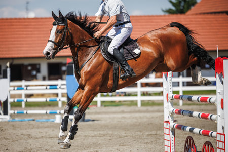 Horse jump over hurdles. Equestrian show jumping with unrecognizable male jockey. Sports eventの写真素材