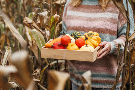 Woman holding decorative pumpkins in crate. Autumn harvest and natural decoration for Halloween or thanksgiving holidayの写真素材