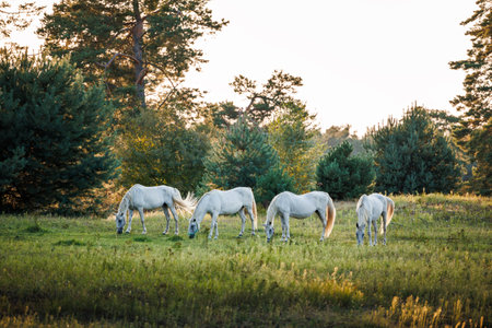 Herd of white horses on pasture in forest. Mare grazing grass outdoorsの写真素材