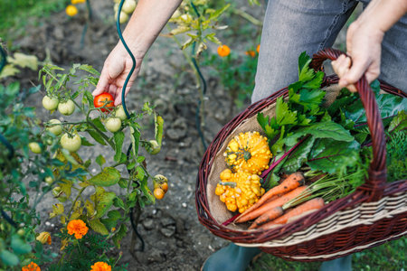 Farmer picking tomato in garden. Harvesting vegetables into wicker basket at organic farmの写真素材