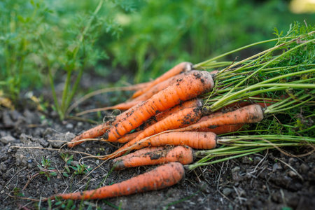 Freshly harvested carrots from organic vegetable gardenの写真素材