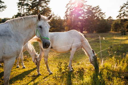 Herd of white horses on pasture in forest during sunset. Mare grazing grass outdoorsの写真素材