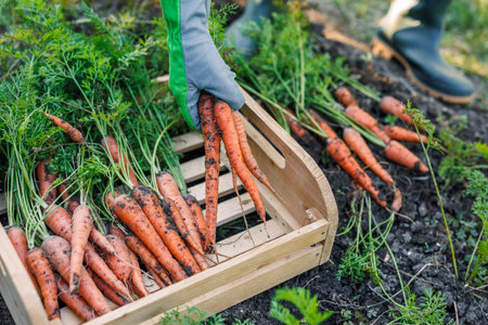 Harvesting carrots into wooden crate in organic vegetable garden. Autumn harvest and gardeningの写真素材