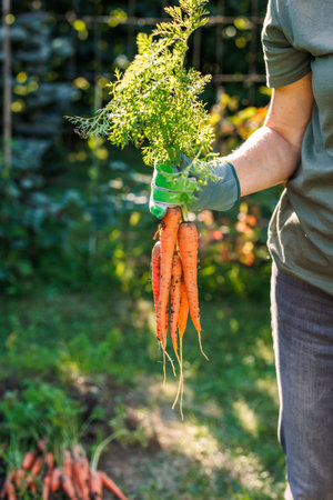 Woman gardener holding freshly harvested carrots from organic garden. Root vegetablesの写真素材