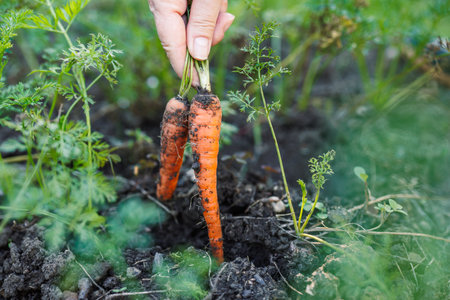 Picking fresh carrot from vegetable garden. Organic gardening and autumn harvestの写真素材