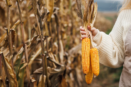 Corn cob. Farmers hand holding maize in agricultural corn field. Autumn harvestの写真素材