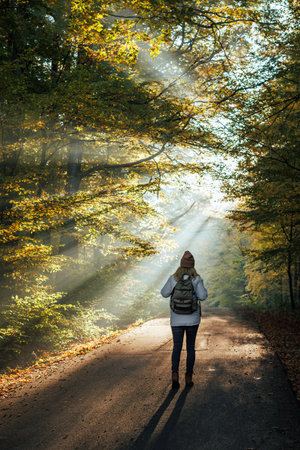 Hiking in autumn forest. Woman with backpack walks on road against sunlight shining through treesの写真素材