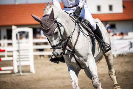 Dressage of white horse. Equestrian show jumping with unrecognizable male jockey. Sport animal competitionの写真素材