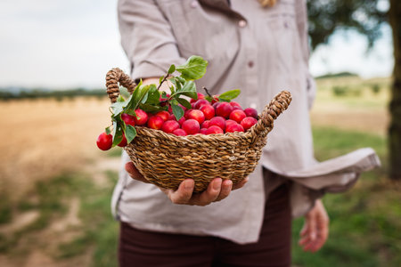 Woman holding harvested red mirabelle plums in wicker basket. Farmer picking and harvesting fruitの写真素材