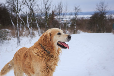 Happy Golden retriever dog enjoying snow during winter walk outdoorsの写真素材