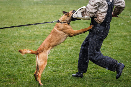 Belgian malinois dog doing bite and defense work with police dog handler. Animal obedience trainingの写真素材