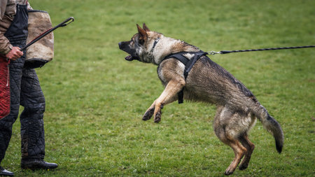 Dog training bite and defense work. Animal trainer and German shepherd police or guard dogの写真素材