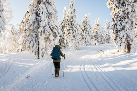 Woman with backpack and hiking poles walks on trekking trail in snowy forest. Winter nordic walking in snow at mountainsの写真素材