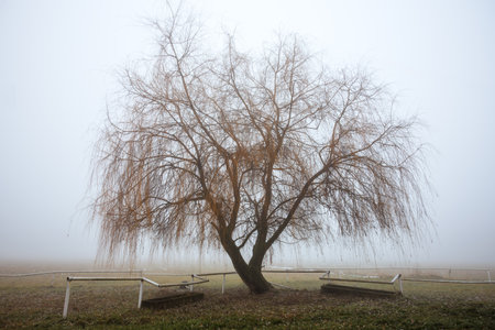 Lonely willow tree in the fog on a deserted pasture. Misty cold weather in natureの写真素材