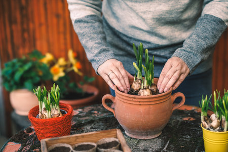 Woman planting daffodil plant bulb into flower pot on table. Spring gardeningの写真素材