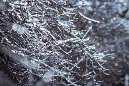 Cold weather in winter. Frozen branches covered with ice. Abstract nature background. Selective focusの写真素材