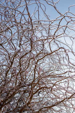 Cold weather in winter. Frozen willow branches covered with ice against the sky. Abstract nature backgroundの写真素材
