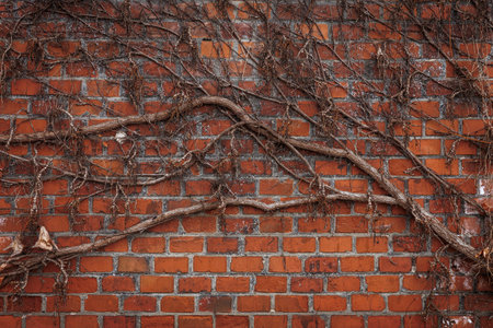 Red brick wall with ivy branches. Autumn and architectural backgroundの写真素材