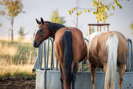 Horses feeding hay from feed rack on animal farm. Palomino and thoroughbred horseの写真素材