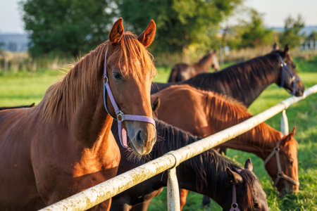 Herd of thoroughbred horses on pasture. Animal farm