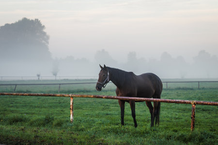 Thoroughbred horse on pasture in foggy morning. Animal ranch