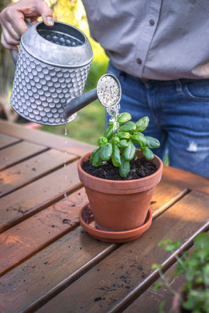 Woman watering planted basil herb in flower pot on table. Planting and gardening in the garden at spring. Organic herbal gardenの写真素材