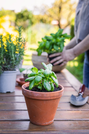 Potted basil herb plant in terracotta flower pot. Planting and gardening in springの写真素材