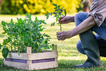Woman farmer planting tomato plant seedling in organic vegetable garden. Gardening in springの写真素材