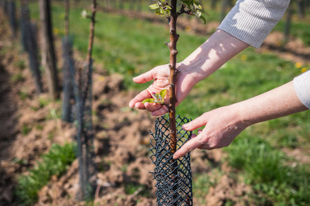 Farmer is wrapping protective net at fruit sapling in orchard. Gardening and agricultural activity at spring. Apple tree in organic farmの写真素材