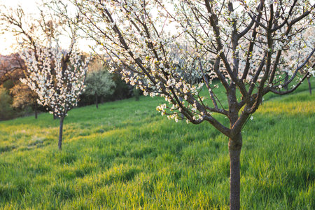 Blooming plum tree in fruit orchard at spring during sunsetの写真素材