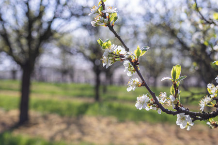Blooming branch of plum tree in fruit orchard at spring. White blossomの写真素材