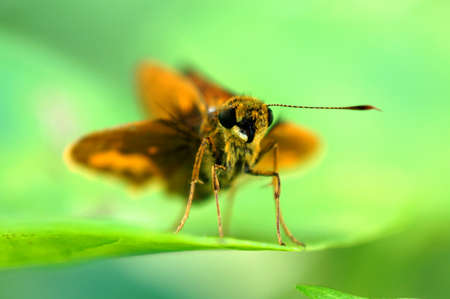Butterfly on a green leafの写真素材
