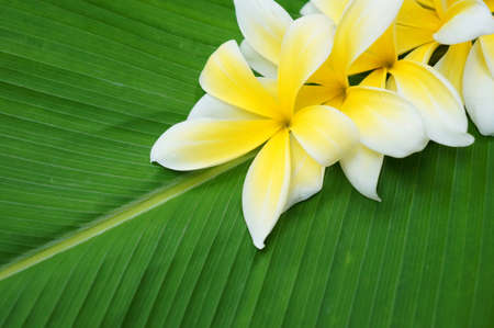 Plumeria flowers and banana leaf isolatedの写真素材