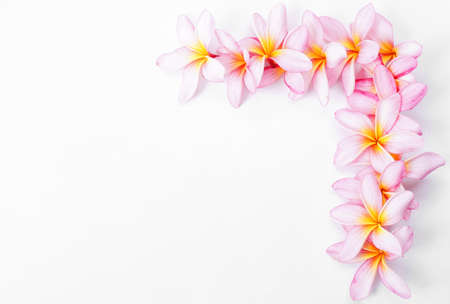 Frangipani flowers for borderの写真素材