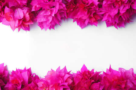 Bougainvillea flowers on white backgroundの写真素材