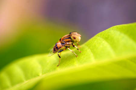 Yellow eyed hoverflyの写真素材